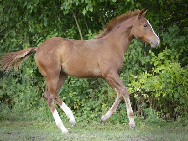 Rosebud N Chrome