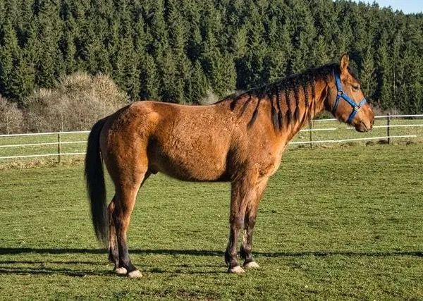 QB Riley Chex, dun Quarter Horse Gelding - dreamquarters.de