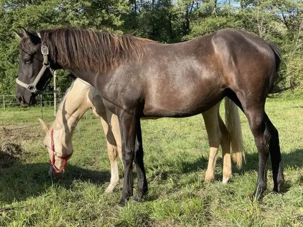 The Black Mamba, Black Paint Horse Mare - dreamquarters.de