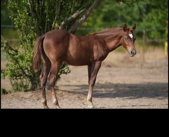 Oak N Whiz, Chesnut Quarter Horse Stallion — dreamquarters.de