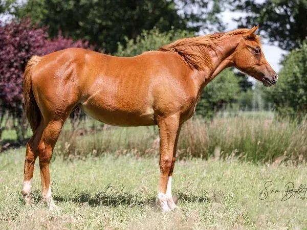 Lopin Lucinda, Sorrel Quarter Horse Mare - dreamquarters.de