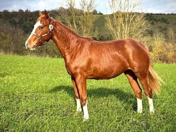 Gotta Cat Gun, sorrel Quarter Horse Mare - dreamquarters.de