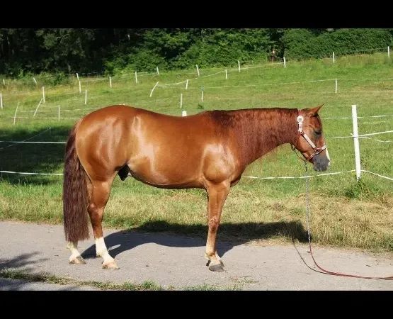 GT SPAT OF DUNNIT, sorrel Quarter Horse Gelding - dreamquarters.de