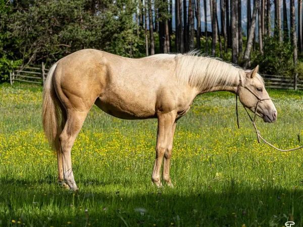 EP Ice Ice Baby, Palomino Paint Horse Mare - dreamquarters.de