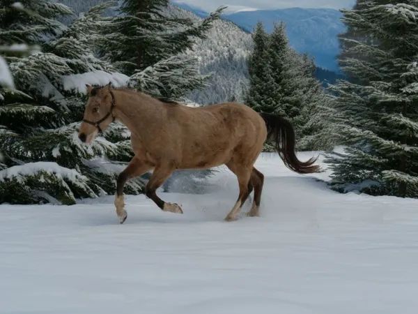 TJ Sparkn Mobster, buckskin Quarter Horse Gelding - dreamquarters.de