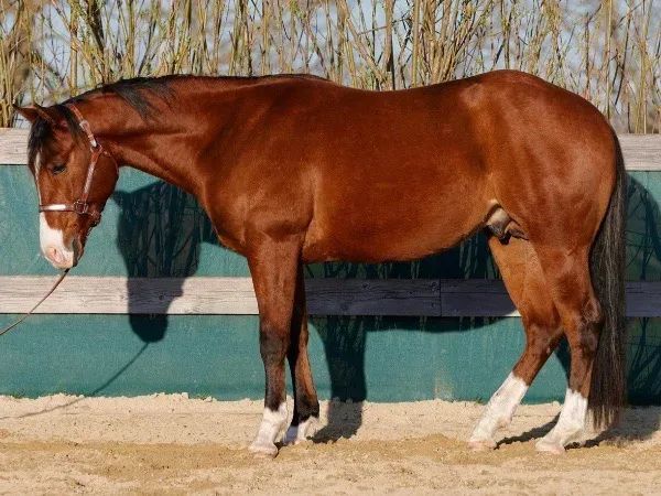 BB ONE CENT, bay Quarter Horse Stallion - dreamquarters.de