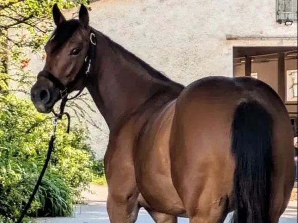 Franzi, bay Quarter Horse Mare — dreamquarters.de