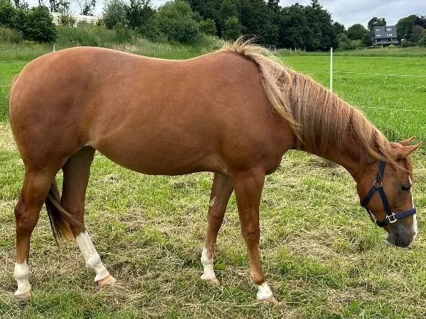 UG Codys Sweet Deal, sorrel Quarter Horse Mare - dreamquarters.de
