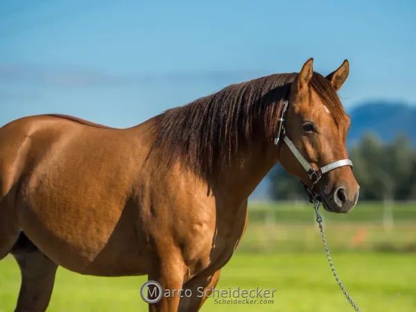 Whiz a trashy gun , Dun  Quarter Horse Stallion - dreamquarters.de