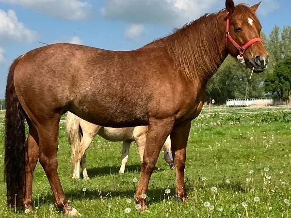 FR Shinerwhiz, sorrel rabicano Quarter Horse Mare - dreamquarters.de