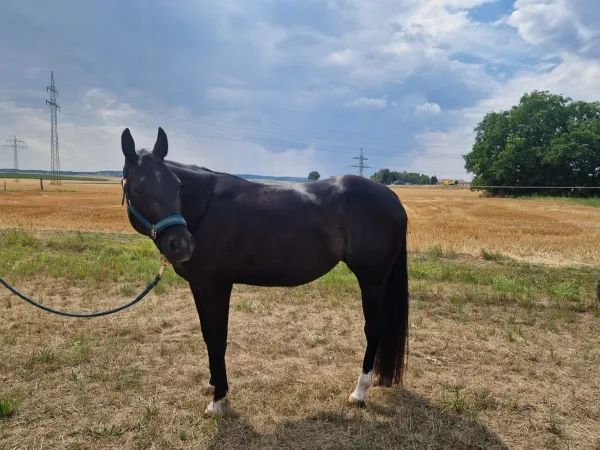 One Martini Mrs Gray, black/gray Quarter Horse Mare - dreamquarters.de