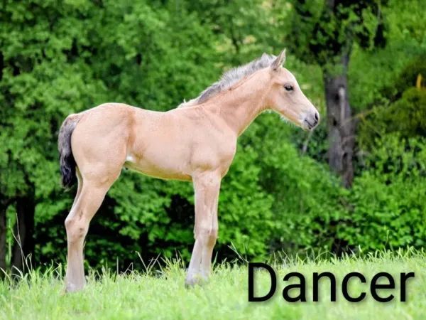 Dancer , Buckskin  Quarter Horse Stallion - dreamquarters.de