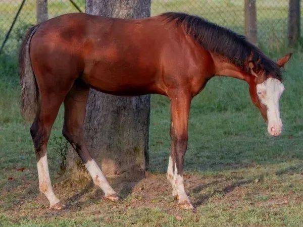 Trickin Hearts , Bay  Quarter Horse Mare — dreamquarters.de