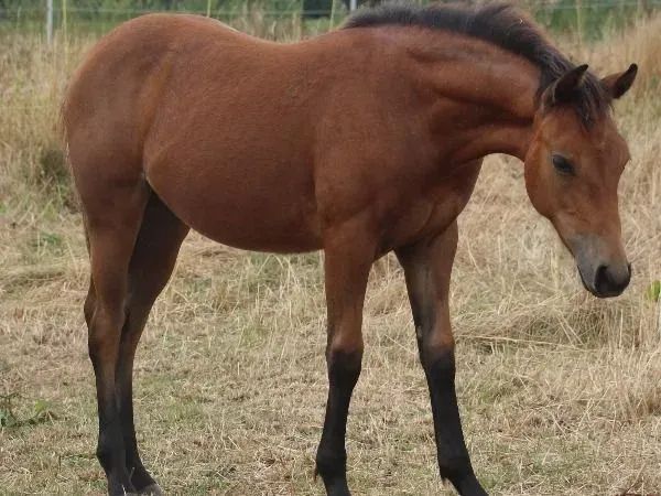 Gunna Be A Bondgirl, bay Quarter Horse Mare — dreamquarters.de