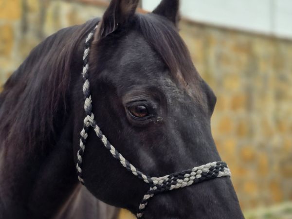 Mexx, Black Quarter Horse Gelding - dreamquarters.de