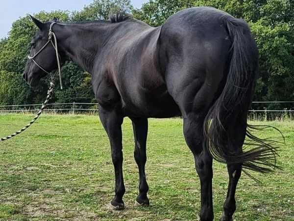 Steelcity Invite, black Quarter Horse Mare - dreamquarters.de