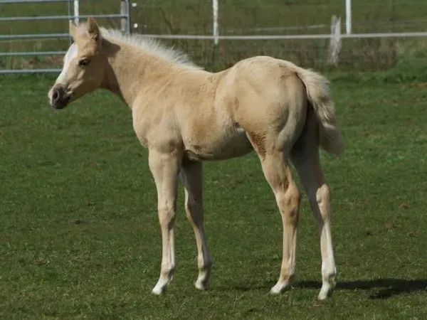 QT Wizza Voodoo, Palomino Quarter Horse Stallion - dreamquarters.de