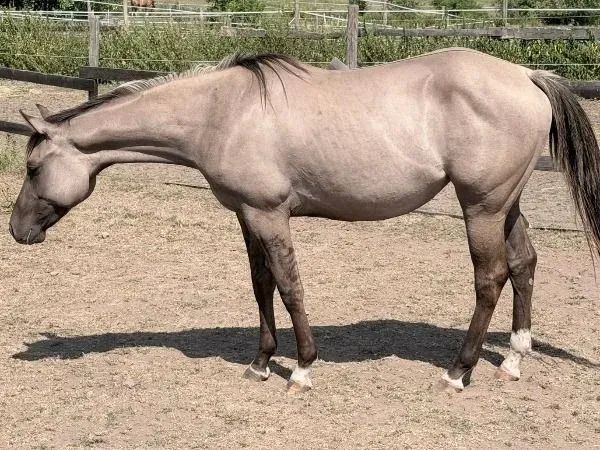 GA Lil Silver Twist , grullo Quarter Horse Mare — dreamquarters.de