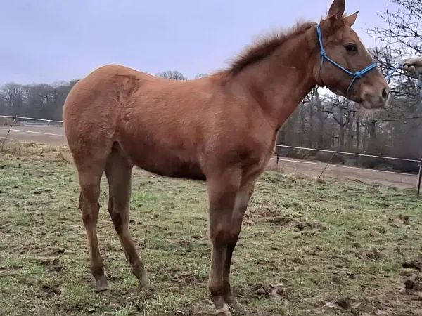 Sun O Lena Chexinic, red dun Quarter Horse Mare - dreamquarters.de