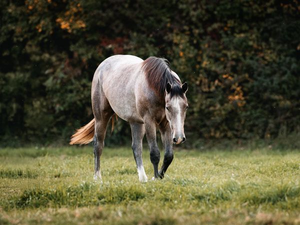 HR Lenox, Gray Quarter Horse Gelding - dreamquarters.de