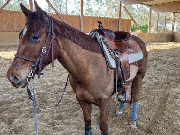 Runnin All Redlights, Chestnut  Quarter Horse Gelding - dreamquarters.de