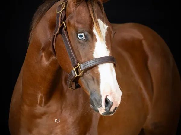 2YO QH Stute - Reining Prospect, Sorrel Quarter Horse Mare - dreamquarters.de