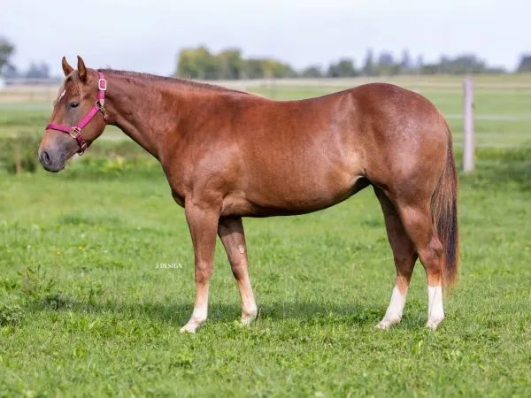 Miss Royal Flash Gun, sorrel Quarter Horse Mare - dreamquarters.de