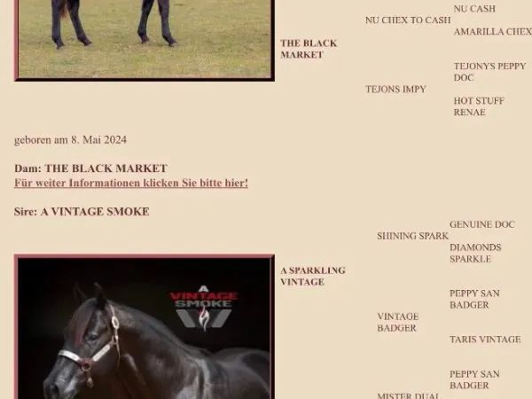 SL Black Velvet, Black Quarter Horse Mare - dreamquarters.de