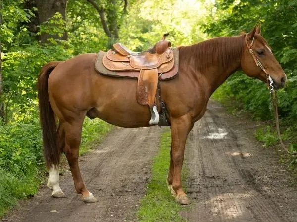 Freddy, chestnut Quarter Horse Gelding - dreamquarters.de