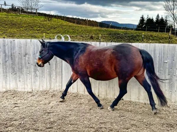 MISSY JOLIE GLO, Brown Quarter Horse Broodmare - dreamquarters.de
