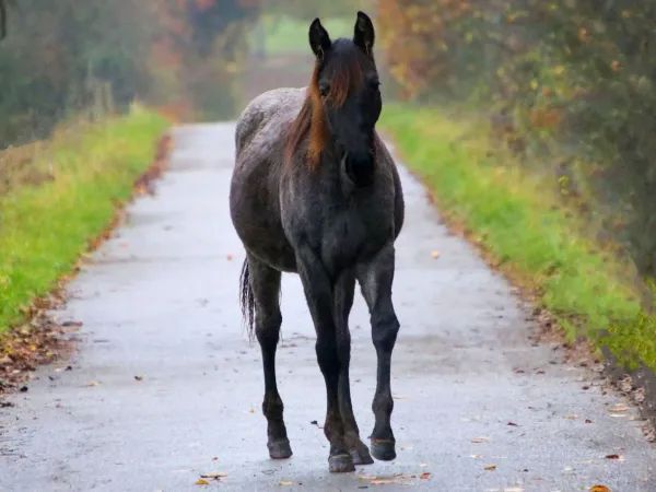 Peppy Knight O Lena, blue roan Quarter Horse Mare - dreamquarters.de