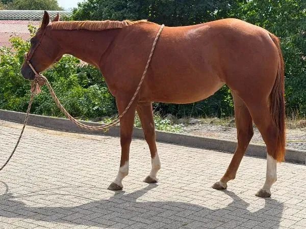 Kruzin Famous, sorrel Quarter Horse Mare — dreamquarters.de