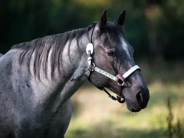 DD Miss Blueberry, Blue Roan Quarter Horse Mare - dreamquarters.de