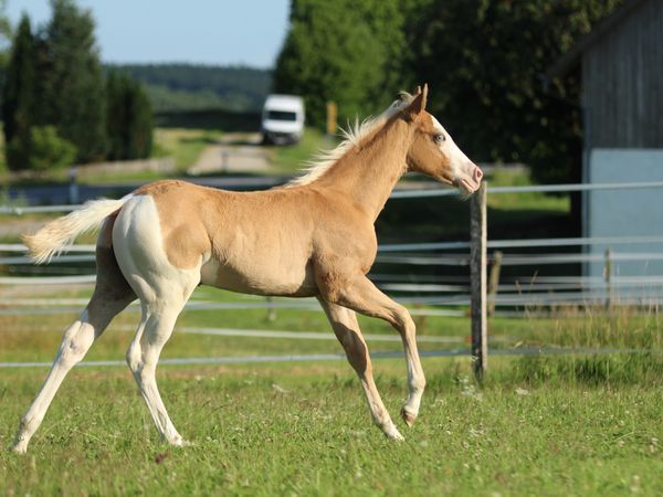 2025 Colt by SPOOKS GOTTA SPARK