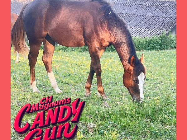 CH Magnums Candy Gun by RUF LIL MAGNUM