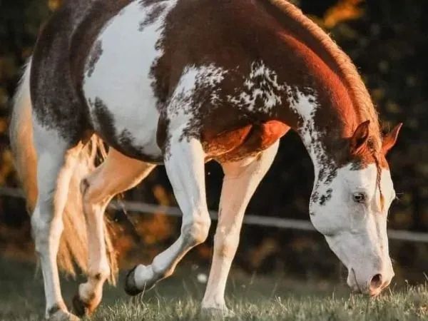 MS Gunners Cashflow, sorrel Quarter Horse Stallion - dreamquarters.de