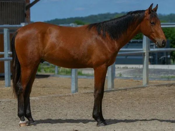 Wimpys Top Trick, Bay  Quarter Horse Stallion - dreamquarters.de