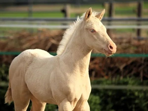 2026 Colt by VOODOOS DR TOM