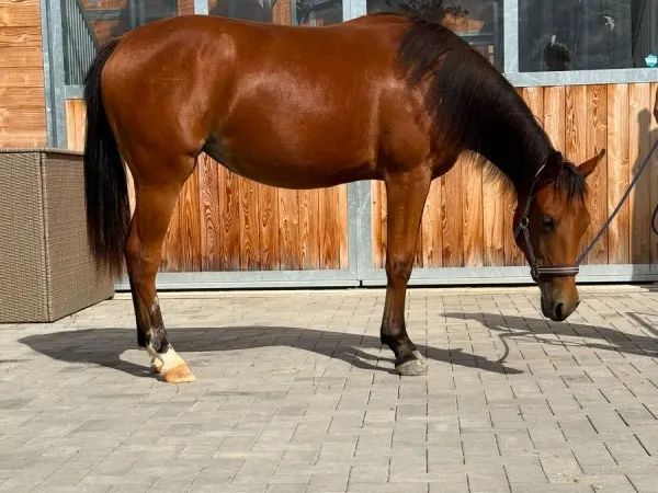 MD Pretty Miss Dunit, bay Quarter Horse Mare — dreamquarters.de