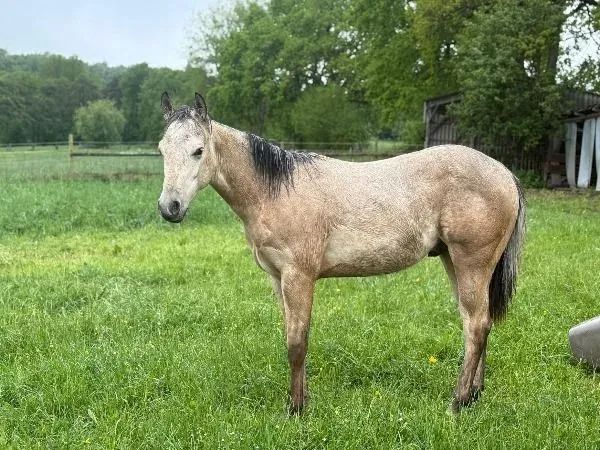 The General Nixxon, buckskin Paint Horse Stallion - dreamquarters.de