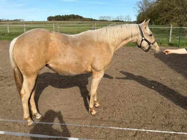 Im Not Ruf At All, palomino Quarter Horse Mare - dreamquarters.de