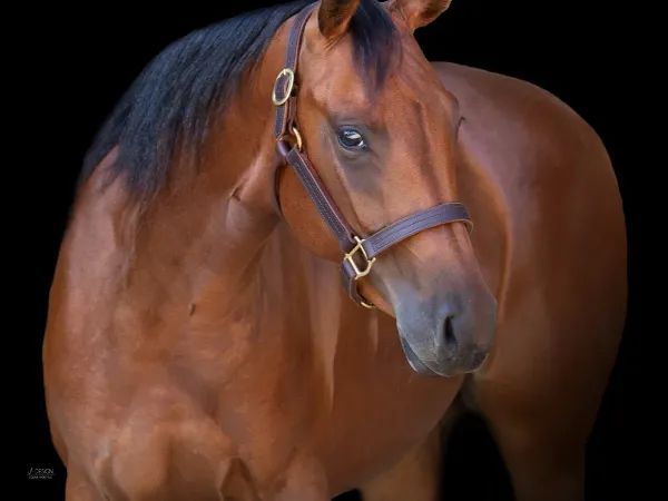 MBN MARTHA GOTTA WHIZ , Bay Quarter Horse Mare - dreamquarters.de