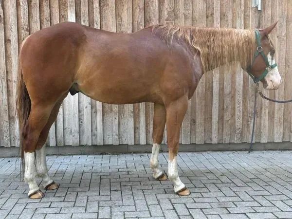Whataholic Mexx, sorrel overo Paint Horse Gelding - dreamquarters.de
