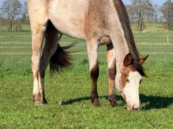 Boons Shining River, bay roan Quarter Horse Mare - dreamquarters.de