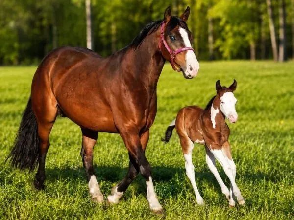QWR Surprise Lady, bay splash Quarter Horse Broodmare - dreamquarters.de