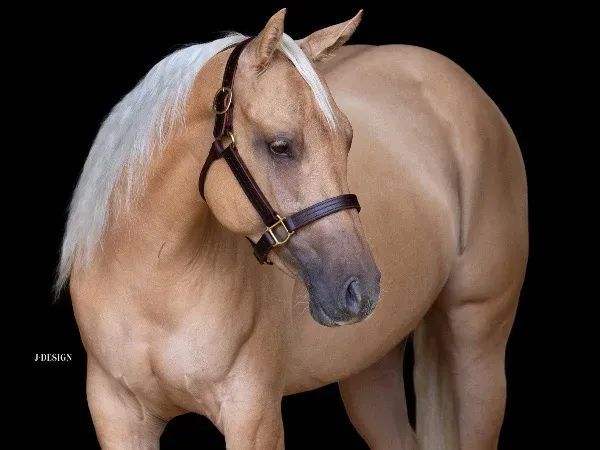 🌸 A DUN SMOKING GUN 🌸, Palomino Quarter Horse Mare - dreamquarters.de