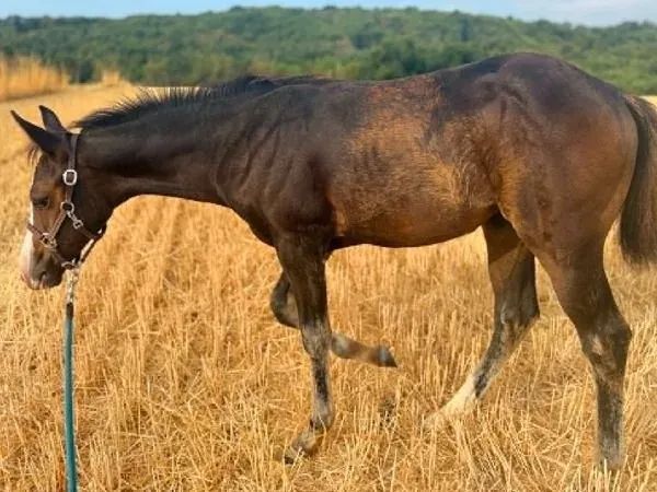 Original Candy Assets, bay Paint Horse Mare - dreamquarters.de