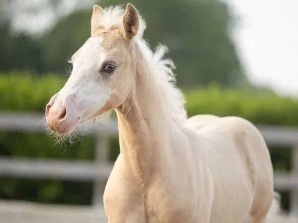OK GUN N VOODOO, Splash Palomino Quarter Horse Mare - dreamquarters.de