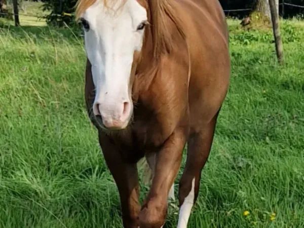 BS Topgun Revolution, sorrel Quarter Horse Stallion - dreamquarters.de
