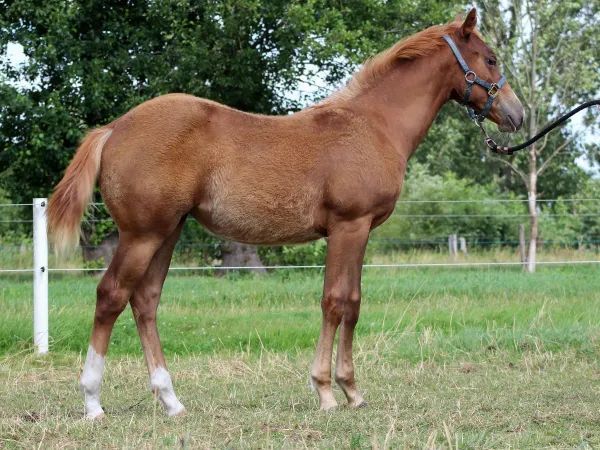 Gunners Lil Dream, chestnut Quarter Horse Mare — dreamquarters.de
